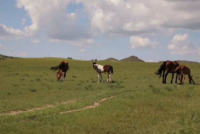 乾港集團高層草原自駕游 乾港集團高層草原自駕游